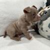 Micro Bully 2x Da Boss with Hot Sauce blood 13 week male puppy