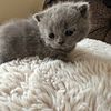 Adorable purebred British shorthair kittens , female