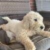 Goldendoodle Male Puppies ready now F1B