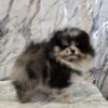AKC Merle Pomeranian Puppy ~Luca