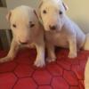 Bull terrier puppy for sale $1000
