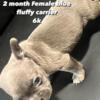 Pretty/cute Frenchie/Fluffies litter 6K-8K