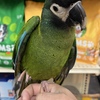 Friendly Yellow collar Mini Macaw