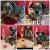 Blue Heeler Puppies Ready for Loving Families