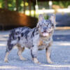 Male Frenchie Blue & Tan Merle visual Fluffy