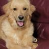 Beautiful one-year-old golden retriever female needs a home