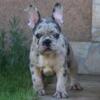 Paya French Bulldog female puppy for sale. $2,500