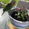 Alexandrine Ringneck hand fed babies, weaned and ready