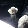 CKC 4.5lb toy poodle Ice White 2 yr old female tiny!