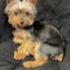 Toy Yorkie 3 pounds looking to