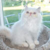 Persian Jewel Kitten #2