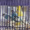 Crested parakeets