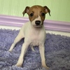 *Polly* Italian Greyhound red extreme pied female