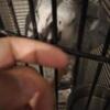 Super silly tame Super cuddly friendly African grey parrots now