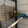 Male Macaw  for sale