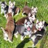 CKC Husky Puppies looking for forever homes