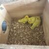 Proven pair of parrolet plus 2 babies the parents are 1 year old