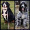 12! BEAUTIFUL F1 Bernedoodle Puppies (Merle, Tri, Phantom, Black/White)