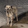FOR SALE A K C DALMATIAN PUPPIES       5 females 5 males