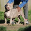 Weekend special American bully pups available ,
