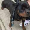Rottweiler AKC papers in hood health