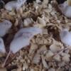 Weaned mice males and females