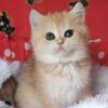 NEW Elite Scottish straight kitten from Europe with excellent pedigree, female. NY Oliviya