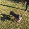 $500 American Bully Puppies Available