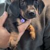 Daisy Little Doxie Puppy!