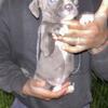 Pitbull pups for sale