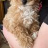 Toy Poodle Puppy available!