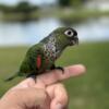 Black Capped Conure baby