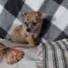 Spot Chihuahua puppy $700