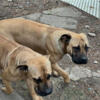 Boerboels experience owners only