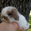 Holland Lop Bunny Rabbits (Dwarf) For Sale in Florida