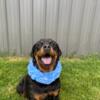 Adorable AKC Rottweiler puppies coming soon