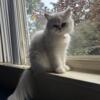 White and silver sweet Persian Cat