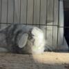 Spayed Female Rabbit for adoption