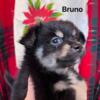 LONG HAIR CHIHUAHUA PUPPIES COMING SOON !  - Registered CKC