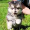 Pomsky puppies looking for homes