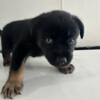 Rottsky /Puppies 8 week old ready for a forever home!