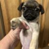 Pug puppies available May 11, 2024
