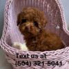Young KC purebred toy poodles are ready for going new home!