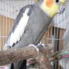Split grey male cockatiel for sale or trade