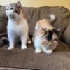 Persian kittens female