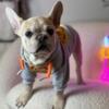 Meet Thor: Handsome Blue Fawn AKC registered French Bulldog searching his furever home