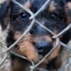 Airedale Terriers ready for a new home