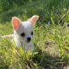 Ckc chihuahua longhair blonde  male super tiny