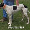 Nice Greyhound available for stud