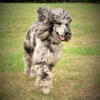 Standard Large - Royal Merle Poodle Stud - AKC registered - Health and DNA tested. Known for variety and size